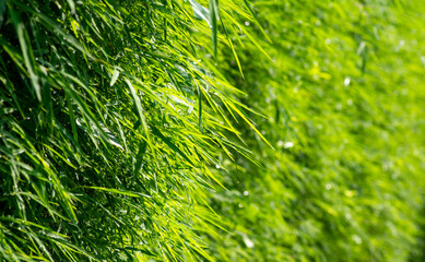 Bamboo green leaves after raining for natural computer background and wallpaper