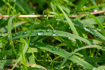 Close up of fresh morning green grass with dew drops, shallow focus. Natural computer background and wallpaper