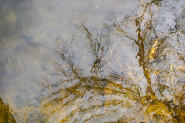 autumn leaves on the water
