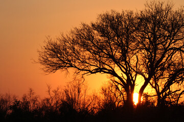 Fototapeta na wymiar Sunset Kruger National park