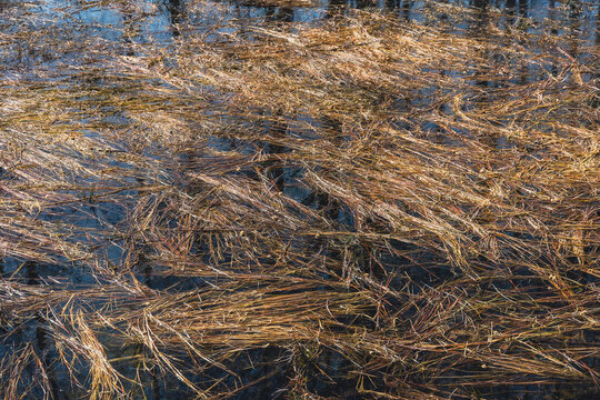 straw on a pond in the spring