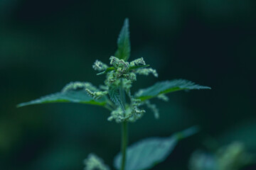 Stinging nettle, a common weed during the spring time