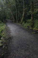 Fototapeta premium Bosques, árboles, ríos, arroyos, playas, mar y verde en las Rías Baixas de Pontevedra Galicia