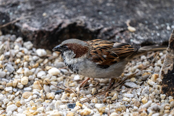 Sperling Passeridae