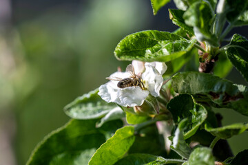 Wespe beim Nektar suchen