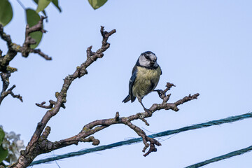 Kohlmeise Parus major