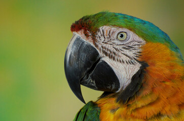 Portrait of Blue, Green and Orange Macaw