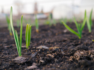 Garlic sprouts sprouting from the soil. Illustration on the theme of spring and the new agricultural season. Garden and yard. Green plant sprout close up