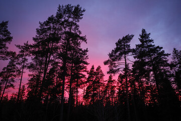 Fototapeta na wymiar Vivid forest sunset in sweden