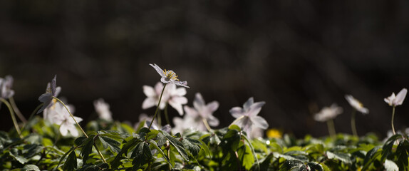 SPRING - White wildflowers in the park