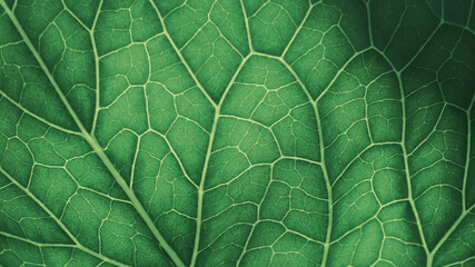 Plant leaf closeup. Mosaic pattern of  cells and veins. Abstract dark background on a vegetable theme. Beautiful nature structure. Green tinted wallpaper. Horseradish leaf. Macro