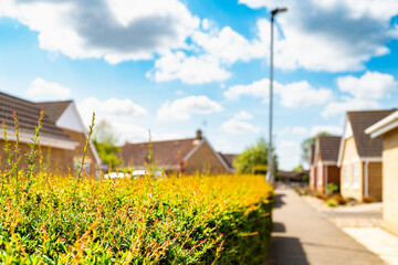 Fototapeta na wymiar Shallow focus of a large hedge seen within the middle of a housing development of bungalows. Seen against a bright blue sky.