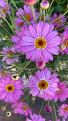 Fototapeta premium Argyranthemum frutescens, known as Paris daisy, marguerite or marguerite daisy,a perennial plant known for its flowers