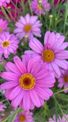 Obraz premium Argyranthemum frutescens, known as Paris daisy, marguerite or marguerite daisy,a perennial plant known for its flowers