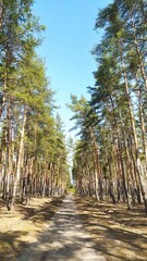 Хвойный лес