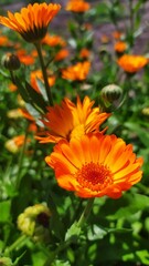 Весенние цветы