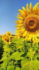 Подсолнухи