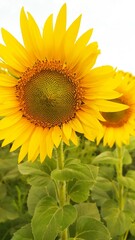 Подсолнухи