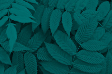 Dark vegetable background from meadowsweet leaves. Abstract natural wallpaper from the foliage of a ornamental shrub. Deep turquoise tinted plant backdrop