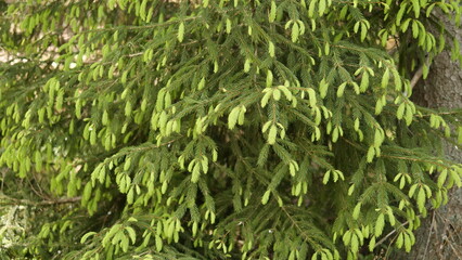 Frische Tannentriebe