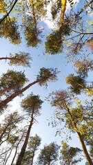 Хвойный лес