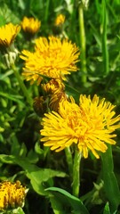 Внесение цветы