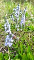 Внесение цветы