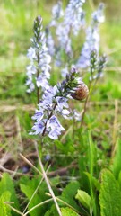 Внесение цветы