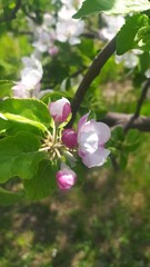 Внесение цветы