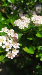 Внесение цветы6