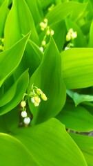 Внесение цветы1