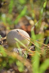 Forest mushrooms in the wild in the autumn forest. Ulyanovsk Russia