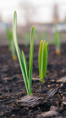 Garlic sprouts sprouting from the ground. Vertical stories illustration. Spring and the new agricultural season. Garden and yard. Green plant sprout close-up