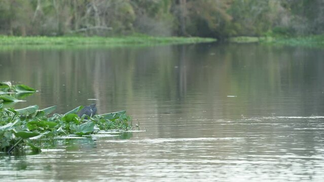 Wekiwa Springs With Wildlife Near Orlando, Florida