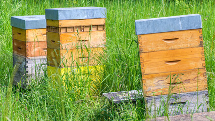 Abeille - apiculteur-ruche-miel 