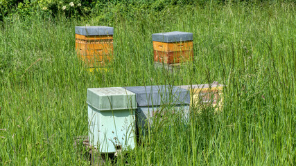 Abeille - apiculteur-ruche-miel 