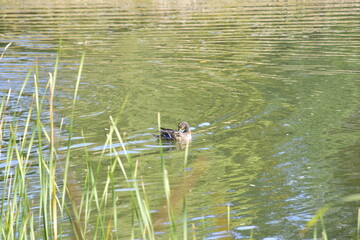 Duck on the lake in the autumn arboretum. Ulyanovsk Russia