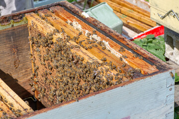 Abeille - apiculteur-ruche-miel 