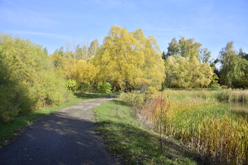 Trees in the autumn arboretum. Ulyanovsk Russia