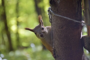 Squirrel on a tree in the autumn arboretum. Ulyanovsk Russia