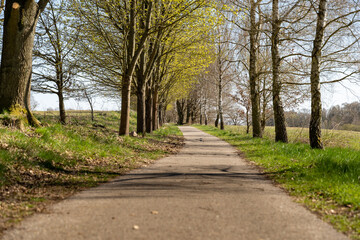 Fototapeta na wymiar Asphalt road with trees on the sides. Rural landscape with a path in the nature. Idyllic scene in the environment during spring season.