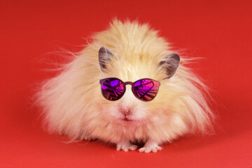 hamster in sunglasses on a red background