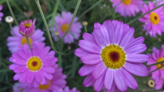 Argyranthemum frutescens, known as Paris daisy, marguerite or marguerite daisy,a perennial plant known for its flowers