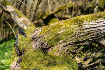 Moss on a tree bark. The tree is dead and rotting in the nature. New plants are growing on an old tree. New life in a forest is created by the environment. Idyllic scene in the woodlands.