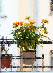 Fototapeta na wymiar rose bush in a flower pot on balkon during the rain