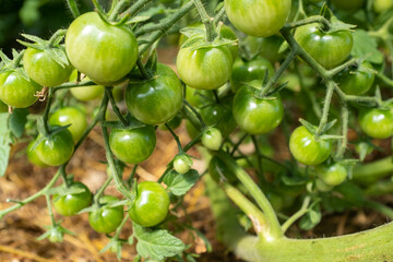 Green young tomatoes on tomato bush, close-up. Composition with ripening tomatoes for publication, poster, screensaver, wallpaper, card, banner, cover, post, website. A place for your design or text