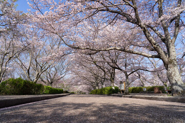 Obraz premium spring in the park