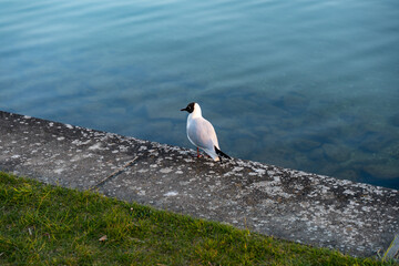 European seagull with a black head in front of blue water. Wild bird on the ground. Gull standing...