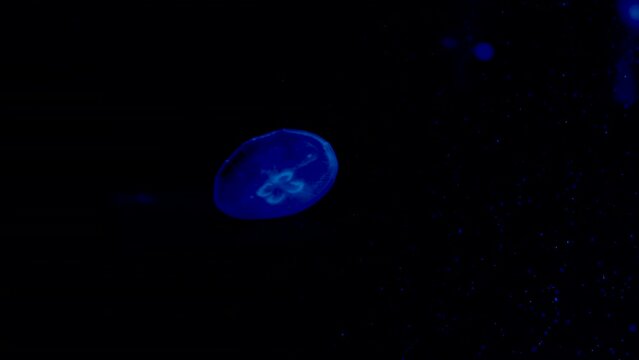 jellyfish swimming in dark aquarium 