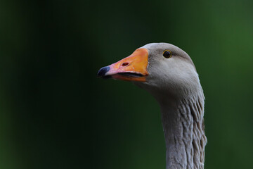 Closeup portrait of domestic geese.